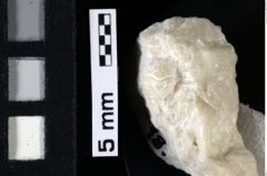 Foto (Detailansicht) von Pithonoton sp. (NHMW-GEO-1990-0041-0018)